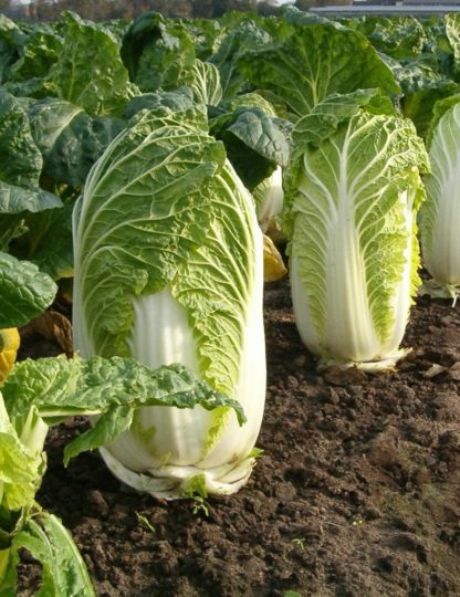 Michihili Chinese Cabbage - St. Clare Heirloom Seeds