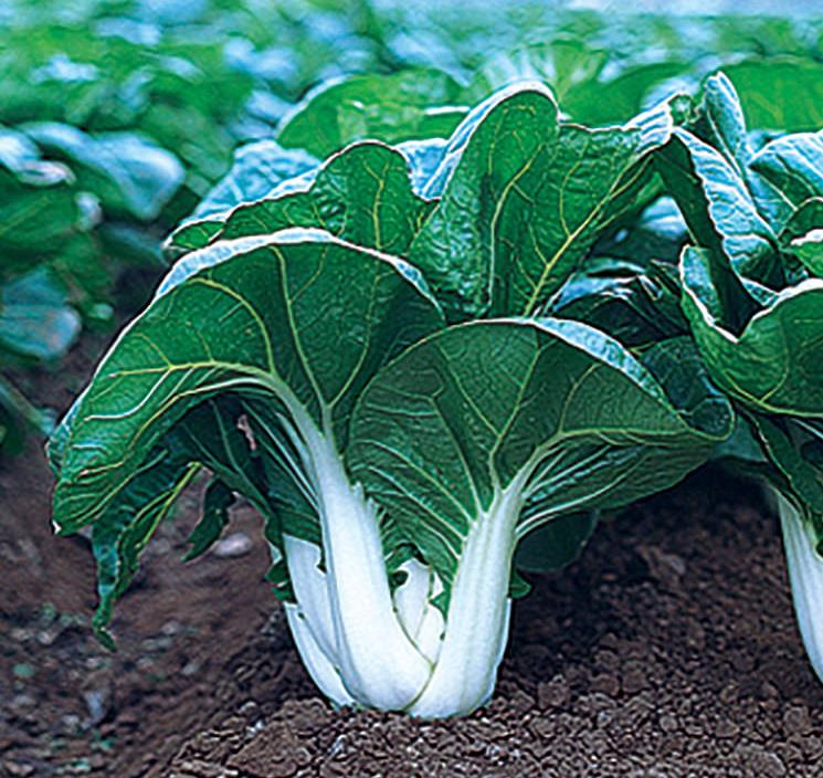 Chinese cabbage Pak Choi High Quality 