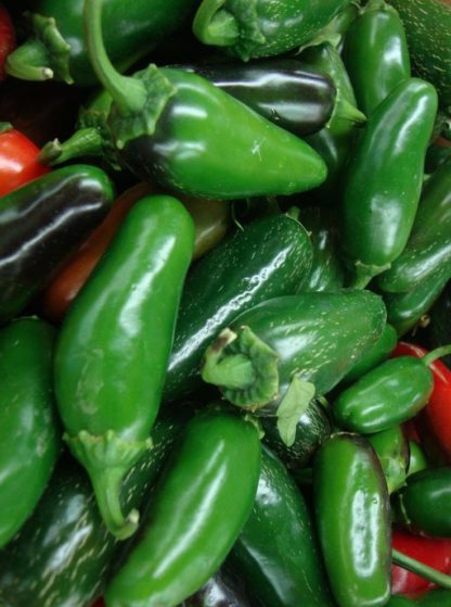 Pepper, Hot - Jalapeno Mid - St. Clare Heirloom Seeds