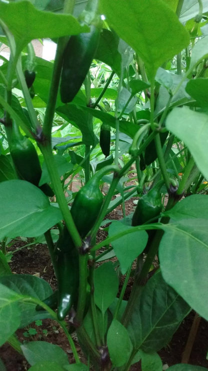 Jalapeno Mid Hot Pepper - St. Clare Heirloom Seeds