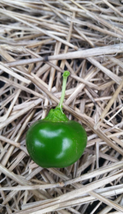 Large Red Cherry Hot Pepper - St. Clare Heirloom Seeds Photo Credit RobynAnne