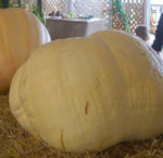 Pumpkin - Big Max - St. Clare Heirloom Seeds