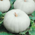 Pumpkin - Casper - St. Clare Heirloom Seeds
