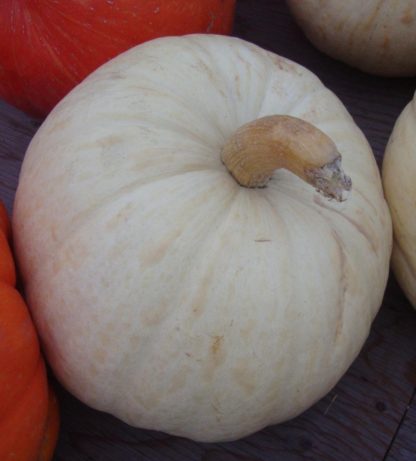 Pumpkin - Casper - St. Clare Heirloom Seeds
