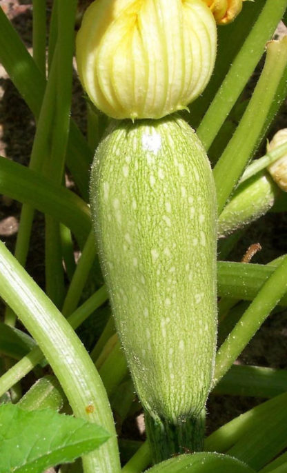 Summer Squash - Gray Zucchini - St. Clare Heirloom Seeds