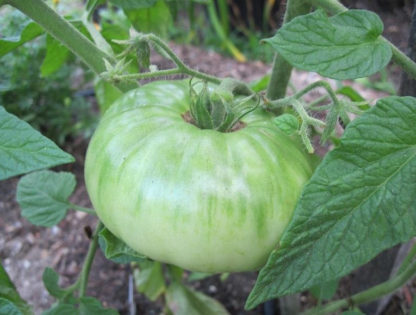 Tomato, Pink and Purple - Brandywine Pink - Green Tomato on Plant, photo credit Robert Duval - St. Clare Heirloom Seeds