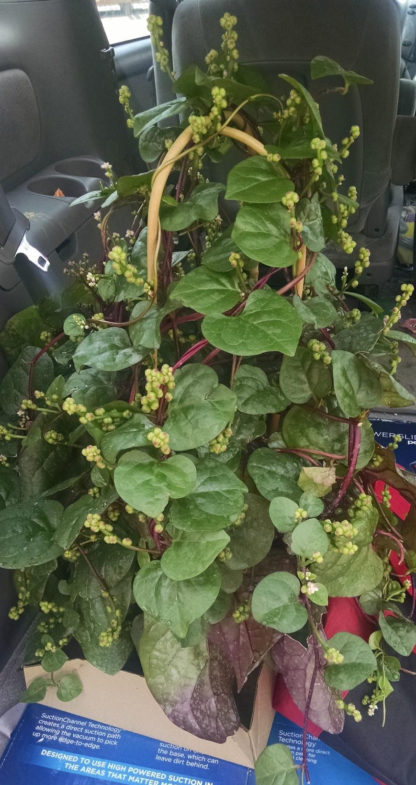Malabar Spinach - St. Clare Heirloom Seeds Photo Credit RobynAnne