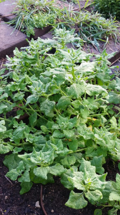 New Zealand Spinach - St. Clare Heirloom Seeds Photo Credit RobynAnne