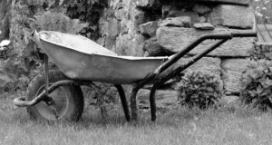  A wheelbarrow is a very popular tool for your heirloom garden. - St. Clare Heirloom Seeds