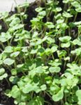 Arugula, Roquette (Rocket) Microgreen Seeds - St. Clare Heirloom Seeds