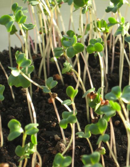 Broccoli Microgreen Seeds - St. Clare Heirloom Seeds
