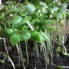 Collard Champion Microgreen Seeds - St. Clare Heirloom Seeds