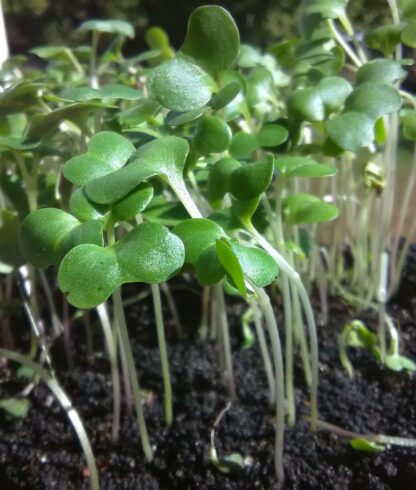 Collard Champion Microgreen Seeds - St. Clare Heirloom Seeds