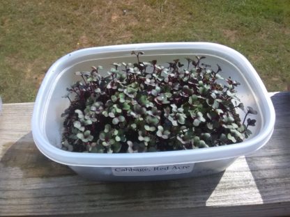 Cabbage, Red Acre Microgreen Seeds
