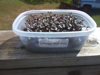 Cabbage, Red Acre Microgreen Seeds