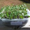 Collard Champion Microgreen Seeds - St. Clare Heirloom Seeds