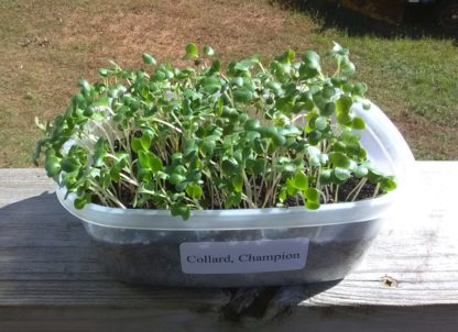 Collard Champion Microgreen Seeds - St. Clare Heirloom Seeds