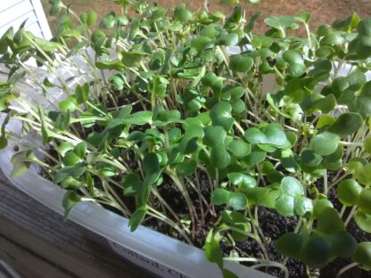 Collard Champion Microgreen Seeds - St. Clare Heirloom Seeds
