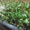 Collard Champion Microgreen Seeds - St. Clare Heirloom Seeds