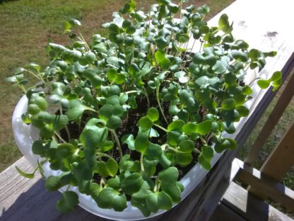 Collard Champion Microgreen Seeds - St. Clare Heirloom Seeds