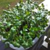Collard Champion Microgreen Seeds - St. Clare Heirloom Seeds