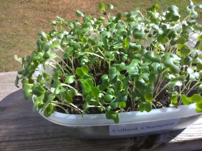 Collard Champion Microgreen Seeds - St. Clare Heirloom Seeds