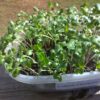 Collard Champion Microgreen Seeds - St. Clare Heirloom Seeds