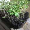 Collard Champion Microgreen Seeds - St. Clare Heirloom Seeds