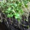 Collard Champion Microgreen Seeds - St. Clare Heirloom Seeds