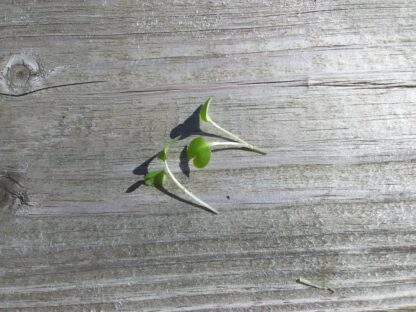 Collard Champion Microgreen Seeds - St. Clare Heirloom Seeds