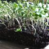 Collard Champion Microgreen Seeds - St. Clare Heirloom Seeds