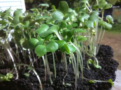 Collard Champion Microgreen Seeds - St. Clare Heirloom Seeds