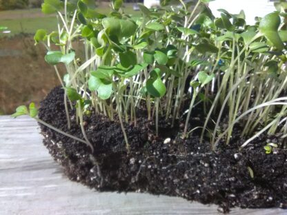 Collard Champion Microgreen Seeds - St. Clare Heirloom Seeds