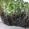 Collard Champion Microgreen Seeds - St. Clare Heirloom Seeds