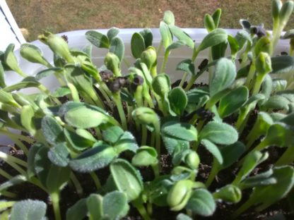 Borage Microgreen Seeds - St. Clare Heirloom Seeds
