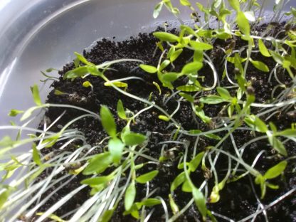 Parsley Microgreens - St. Clare Heirloom Seeds