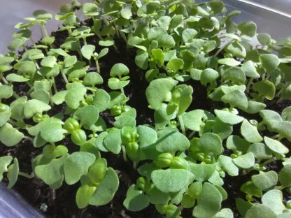 Basil, Sweet Italian Large Leaf Microgreen Seeds - St. Clare Heirloom Seeds