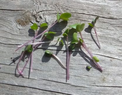 Kohlrabi, Purple Microgreen Seeds - St. Clare Heirloom Seeds