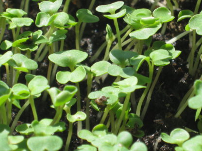 Arugula, Roquette (Rocket) Microgreen Seeds - St. Clare Heirloom Seeds