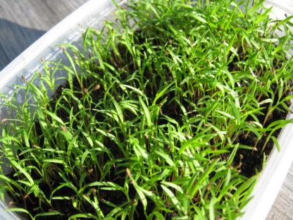 Carrot Microgreen - St. Clare Heirloom Seeds