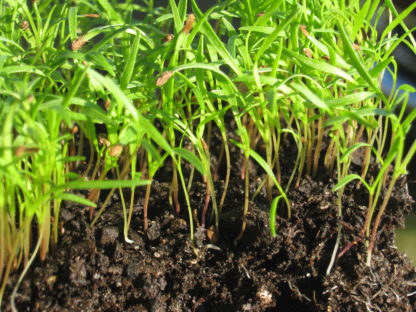 Carrot Microgreen - St. Clare Heirloom Seeds