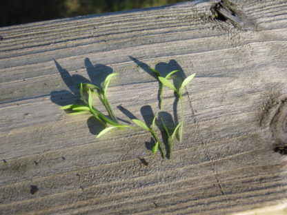 Cilantro Microgreen - St. Clare Heirloom Seeds