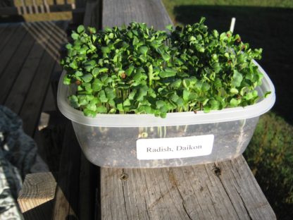 Radish, Daikon Microgreen - St. Clare Heirloom Seeds