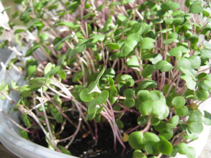 Kale, Red Russian Microgreen Seeds - St. Clare Heirloom Seeds