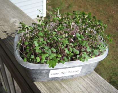 Kale, Red Russian Microgreen Seeds - St. Clare Heirloom Seeds