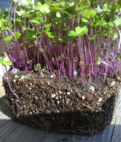 Kohlrabi, Purple Microgreen Seeds - St. Clare Heirloom Seeds