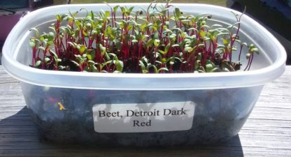 Beet, Detroit Dark Red Microgreen - St. Clare Heirloom Seeds