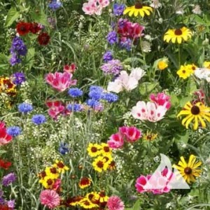 Flower - Wildflowers - Hummingbird and Butterfly Mix - St. Clare Heirloom Seeds