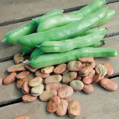 Bean - Fava - Broad Windsor - St. Clare Heirloom Seeds