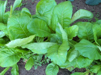Mustard - Tendergreen Young Plants - St. Clare Heirloom Seeds